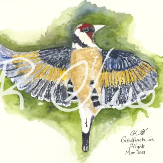 Goldfinch in flight by Welsh artist Rhian Owen