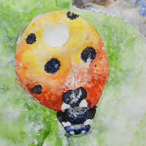 Ladybird Beetles