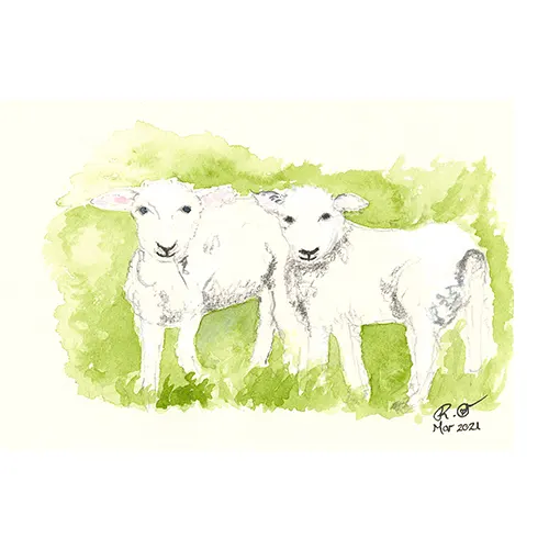 Lambs