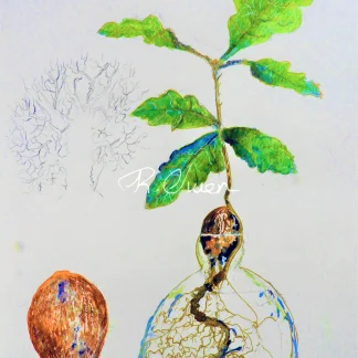 Acorn in a Vase by Welsh artist Rhian Owen