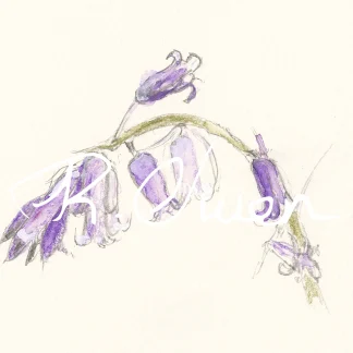 Bluebell by Welsh artist Rhian Owen