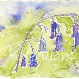 Bluebells-A3 by Welsh artist Rhian Owen