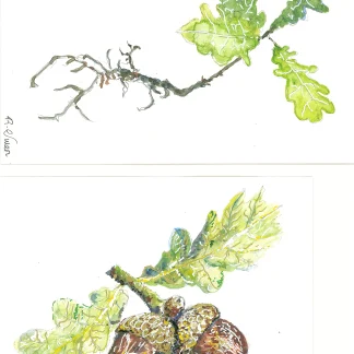 Oak 1 plus 2 by Welsh artist Rhian Owen