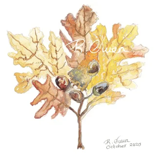 Oak Leaves by Welsh artist Rhian Owen