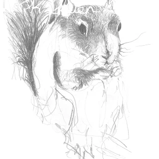 Red Squirrel 1 by Welsh artist Rhian Owen